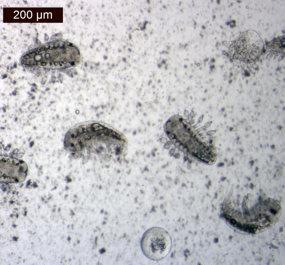 Larval Portunion conformis under magnification, the same species of parasitic isopod that Kuris studied in 1969.